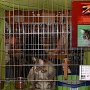 Dancingcat Zorro kiallitason Dancingcat Zorro kiallitason